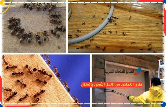 رش نمل اسود: الحل الأمثل لمشكلة النمل في المنازل السعودية